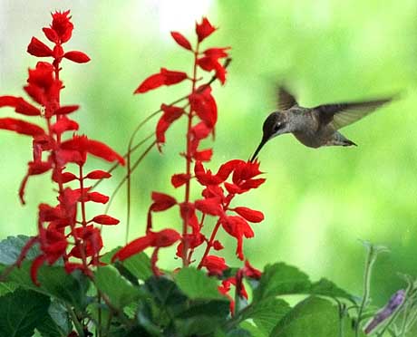 Kolibri: Kaum drei Gramm schwer aber ein gutes Gedächtnis 